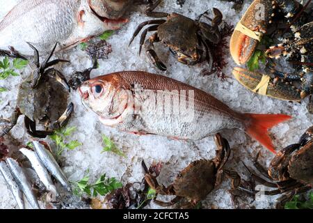 Gros poisson avec queue rouge sur glaçons Banque D'Images