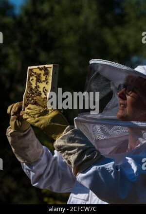 Un apiculteur au bord de la forêt : la vie quotidienne d'un apiculteur. Les apiculteurs inspectent le nid d'abeille. Banque D'Images