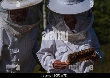 Un apiculteur au bord de la forêt : la vie quotidienne d'un apiculteur. Ici, on cherche une reine (sage) d'une colonie d'abeilles d'offense. 2 apiculteurs Banque D'Images