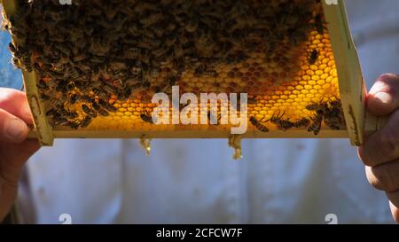 Un apiculteur au bord de la forêt : la vie quotidienne d'un apiculteur. Les apiculteurs inspectent le nid d'abeille. Banque D'Images