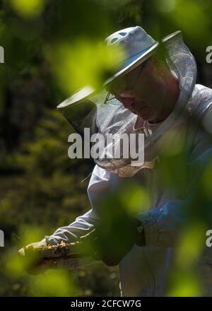 Un apiculteur au bord de la forêt : la vie quotidienne d'un apiculteur. Les apiculteurs inspectent le nid d'abeille. Banque D'Images