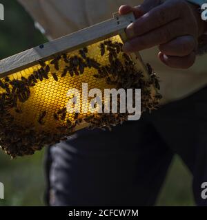 Un apiculteur au bord de la forêt : la vie quotidienne d'un apiculteur. Les apiculteurs inspectent le nid d'abeille. Banque D'Images