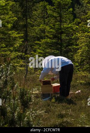 Un apiculteur au bord de la forêt : la vie quotidienne d'un apiculteur. Les apiculteurs inspectent le nid d'abeille. Banque D'Images