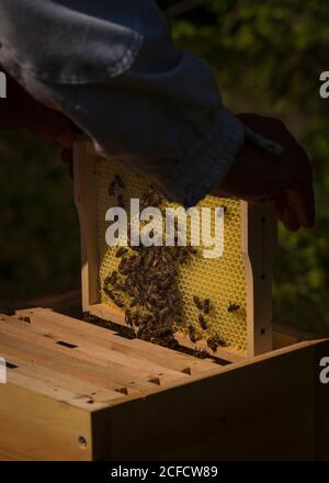 Un apiculteur au bord de la forêt : la vie quotidienne d'un apiculteur. Les apiculteurs inspectent le nid d'abeille. Banque D'Images