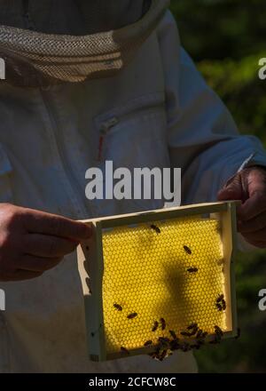 Un apiculteur au bord de la forêt : la vie quotidienne d'un apiculteur. Les apiculteurs inspectent le nid d'abeille. Banque D'Images