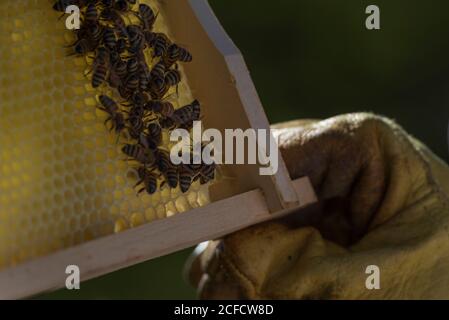 Un apiculteur au bord de la forêt : la vie quotidienne d'un apiculteur. Les apiculteurs inspectent le nid d'abeille. Banque D'Images