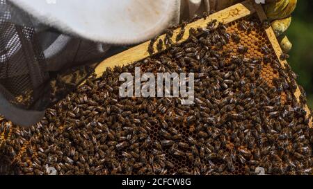 Un apiculteur au bord de la forêt : la vie quotidienne d'un apiculteur. Les apiculteurs inspectent le nid d'abeille. Banque D'Images