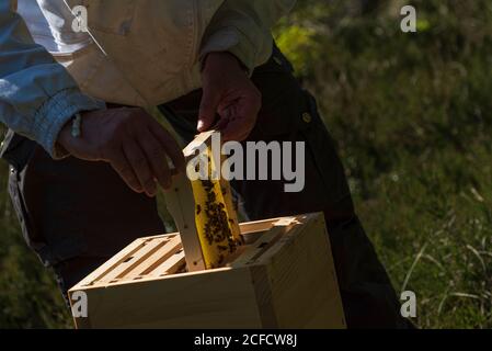 Un apiculteur au bord de la forêt : la vie quotidienne d'un apiculteur. Les apiculteurs inspectent le nid d'abeille. Banque D'Images