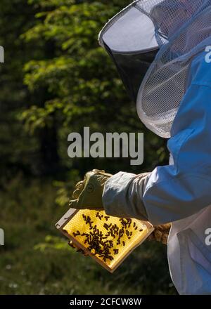 Un apiculteur au bord de la forêt : la vie quotidienne d'un apiculteur. Les apiculteurs inspectent le nid d'abeille. Banque D'Images