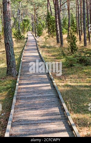 Un chemin droit de planche en bois mène à travers une forêt de pins. Banque D'Images