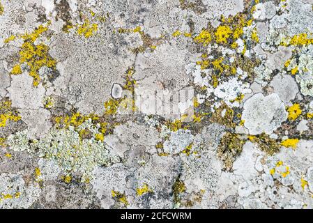 Mousses et lichens sur pierre, Smaland, Suède Banque D'Images