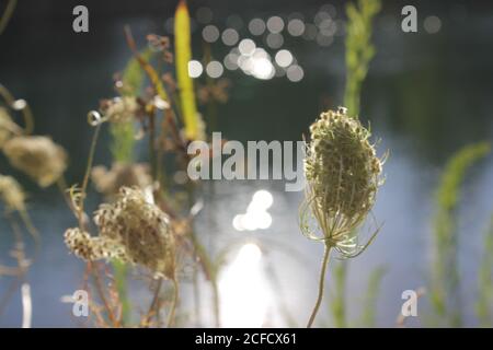 Fleur de dentelle de la reine Anne séchée au soleil sur les rives de l'étang local. Banque D'Images