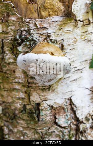 Porling de bouleau, Piptophorus betulinus, sur le tronc de l'arbre Banque D'Images