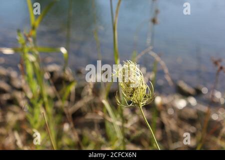 Fleur de dentelle de la reine Anne séchée au soleil sur les rives de l'étang local. Banque D'Images