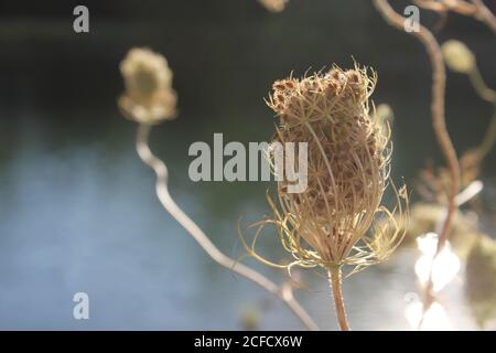 Fleur de dentelle de la reine Anne séchée au soleil sur les rives de l'étang local. Banque D'Images