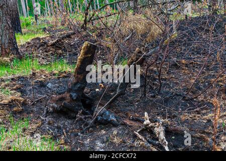 Nature fraîchement émergente après un feu de forêt Banque D'Images