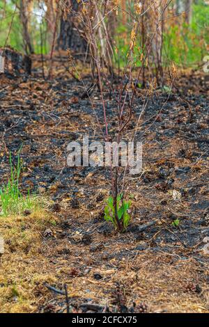 Nature fraîchement émergente après un feu de forêt Banque D'Images