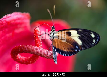 Papillon néotropical Heliconius ismenius, boit le nectar d'une fleur d'Anthurium, famille des Edelfalter (Nymphalidae), région de Mindo, Equateur Banque D'Images