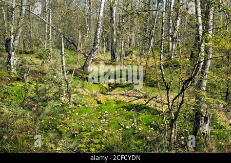 Allemagne, Bade-Wurtemberg, Villingen-Schwenningen, Neckar origine dans la réserve naturelle 'Schwenninger Moos', zone source, 'bassin versant européen' Banque D'Images