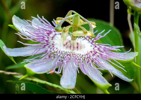 Une fleur de passion pourpre, également connue sous le nom de fleur de maypop. Raleigh, Caroline du Nord. Banque D'Images