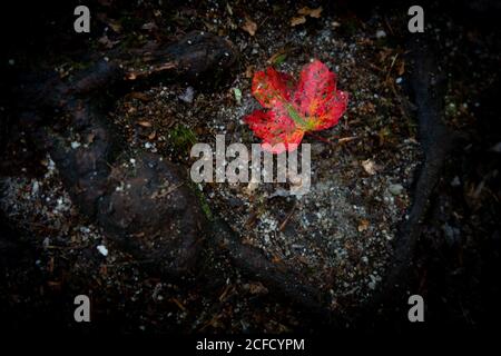 La feuille d'automne rouge vif repose sur le sol sombre de la forêt entourée de sol, de racines et de débris naturels sous la lumière ambiante douce Banque D'Images