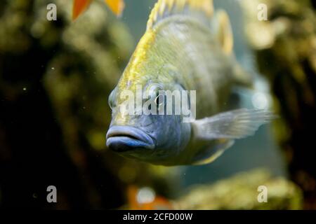 Image sous-marine de poissons tropicaux. Cichlidés tropicaux dans l'aquarium. Banque D'Images