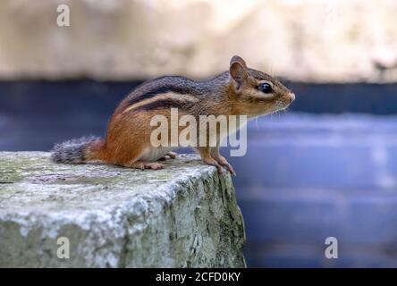 Adorable chipmunk se trouve sur un mur en pierre et regarde le monde autour de lui Banque D'Images