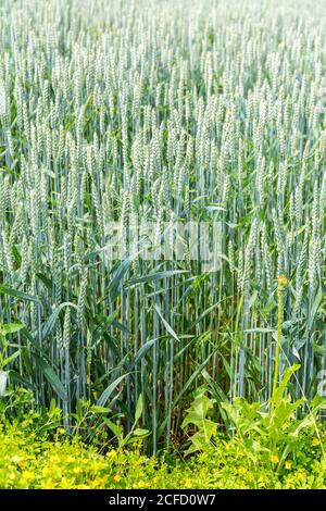 Blé tendre, blé (Triticum aestivum), céréales, Schallstadt, Wolfenweiler, Bade-Wurtemberg, Europe Banque D'Images