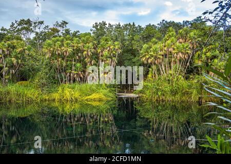Cenote Crystal - grotte karstique ouverte remplie d'eau à Tulum. Quintana Roo, péninsule du Yucatan, Mexique Banque D'Images