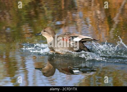 Un drake de Gadwall qui fait un atterrissage en douceur à portée de main. Banque D'Images