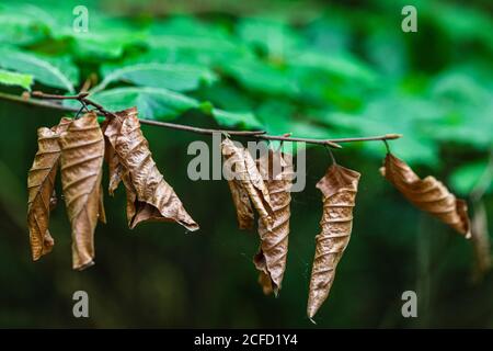 Feuilles séchées de l'année dernière et feuilles fraîches dans le forêt de hêtre Banque D'Images