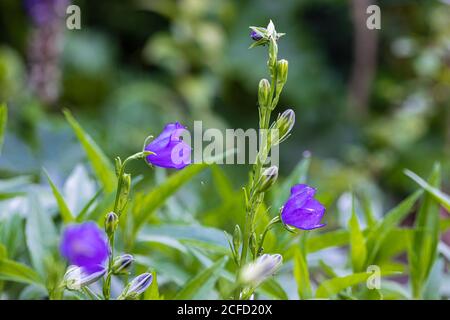 Triteleia laxa 'Koningin Fabiola' Banque D'Images