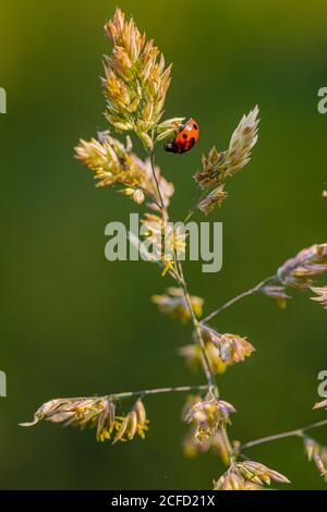 Coccinelle sur un brin d'herbe Banque D'Images