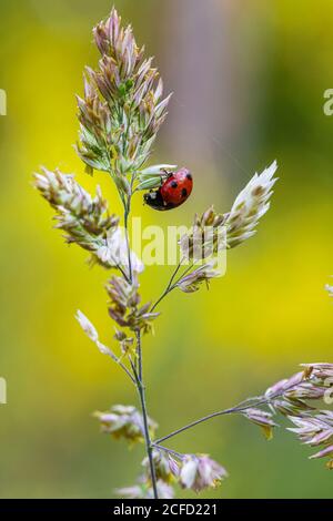 Coccinelle sur un brin d'herbe Banque D'Images