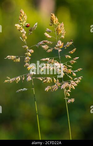 Coccinelle sur un brin d'herbe Banque D'Images