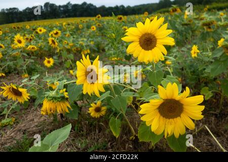 Un champ de tournesols en fleur Banque D'Images
