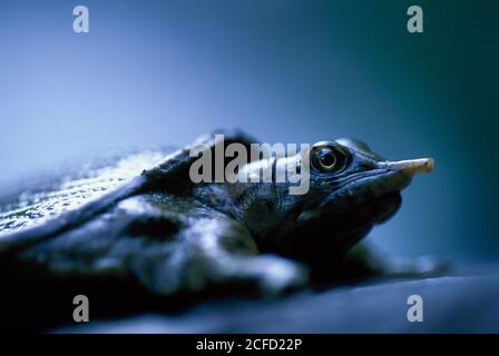 Gros plan d'une tortue à tête plate (Platysternon megacephalum) sur un ruisseau. Mise au point sélective. Banque D'Images