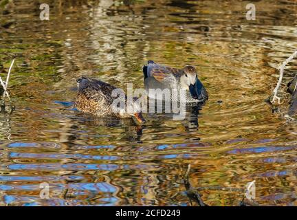 Un couple de canards de Gadwall se forant ensemble dans un étang d'or vivivivivivily avec des motifs d'eau abstraits colorés. Banque D'Images