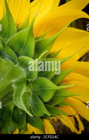 Un champ de tournesols en fleur Banque D'Images