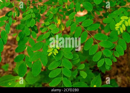 Feuilles sur un jeune Locust en été Allemagne Banque D'Images