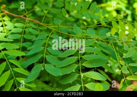 Feuilles sur un jeune Locust en été Allemagne Banque D'Images