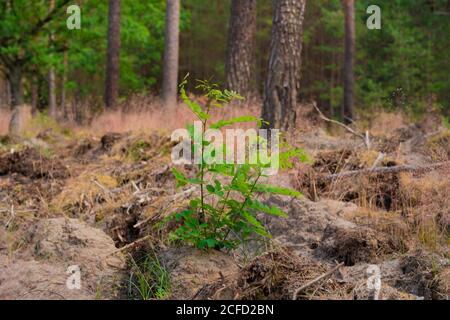 Petit petit arbre de criquet dans une forêt de pins Banque D'Images