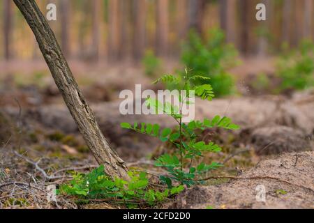 Petit petit arbre de criquet dans une forêt de pins Banque D'Images