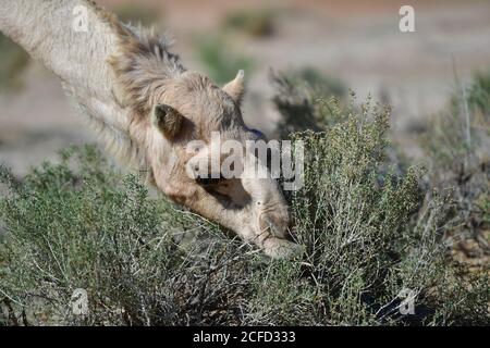 Chameau arabe (dromadaire) mangeant des arbustes et exposant leurs capacités de survie dans les paysages désertiques de la péninsule arabe. Banque D'Images