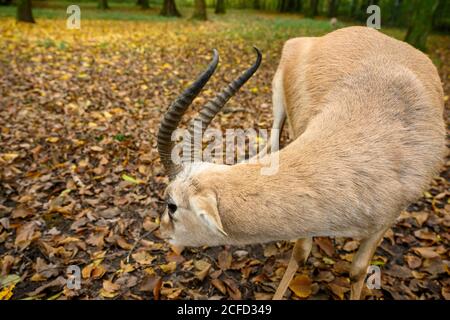 Allemagne, Bade-Wurtemberg, Karlsruhe, gazelle goitre (Gazella subgutturosa) espèces de gazelle asiatique. Banque D'Images