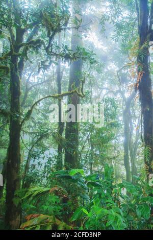 Forêt tropicale pure en saison de pluie, végétation luxuriante plantes tropicales vertes poussant dans le tronc des arbres sauvages. Mise au point douce. Banque D'Images