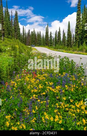 Fleurs sauvages en bordure de la route d'été sur le mont Revelstoke, en Colombie-Britannique, au Canada. Banque D'Images