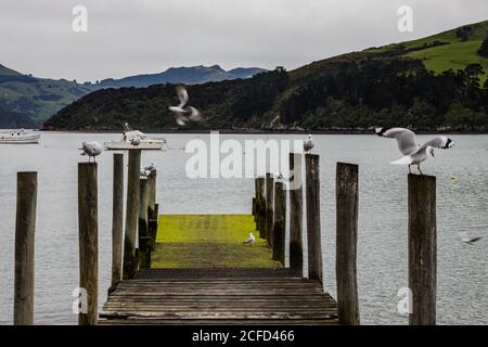 Mouettes sur la jetée d'algues dans le port d'Akaroa Banque D'Images