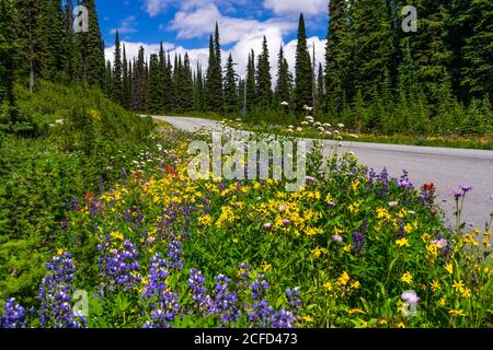 Fleurs sauvages en bordure de la route d'été sur le mont Revelstoke, en Colombie-Britannique, au Canada. Banque D'Images