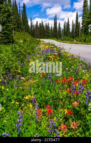 Fleurs sauvages en bordure de la route d'été sur le mont Revelstoke, en Colombie-Britannique, au Canada. Banque D'Images